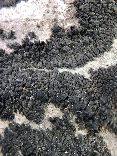 Placynthium petersii