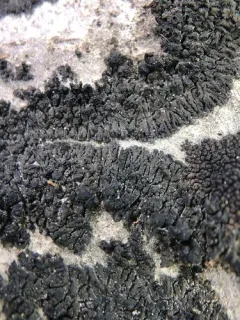 Placynthium petersii thumbnail 1