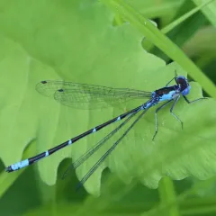Aurora Damsel thumbnail 3