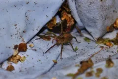 Marx pirate spider thumbnail 1