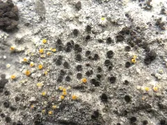 Bischoff's Rinodina Lichen thumbnail 1