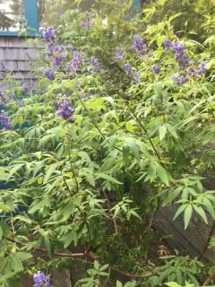 Lilac chaste tree thumbnail 2
