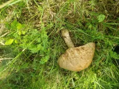 Mottled Bolete thumbnail 3