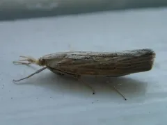 Pediasia dorsipunctellus thumbnail 2