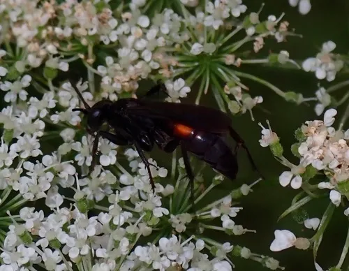 Anoplius americanus
