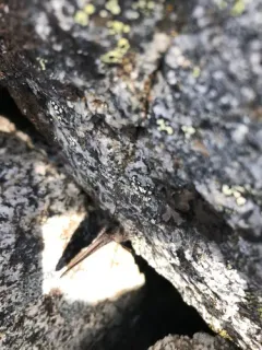 Mt. Mackinley Alpine thumbnail 2