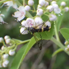 Dogwood Borer Moth thumbnail 1