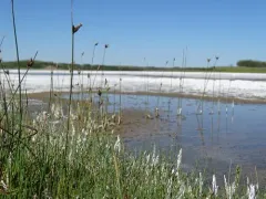 Nevada bulrush thumbnail 3