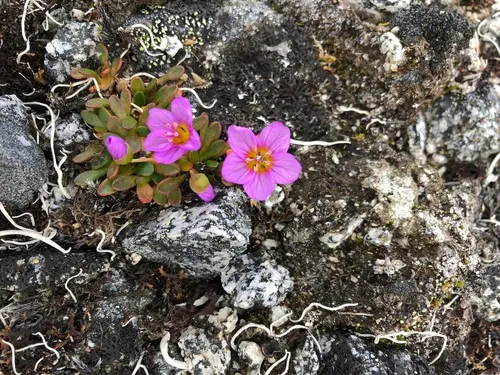 Scamman's Springbeauty