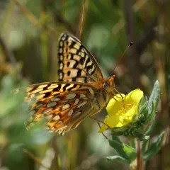 Zerene Fritillary thumbnail 2