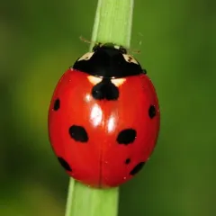 Seven-spotted Lady Beetle thumbnail 2
