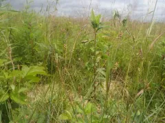 grass-like sedge thumbnail 2