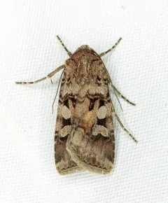 Lillooet Dart thumbnail 3