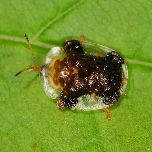 Clavate Tortoise Beetle