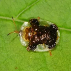 Clavate Tortoise Beetle thumbnail 1