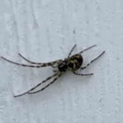 Eastern Cave Long-jawed Spider thumbnail 4