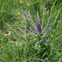 leadplant thumbnail 4