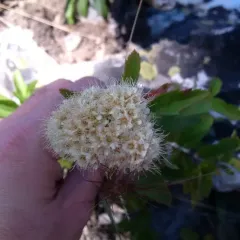 Shinyleaf Meadowsweet thumbnail 2