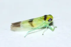 Kybos trifasciatus thumbnail 2