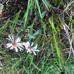 Leafy Aster thumbnail 2