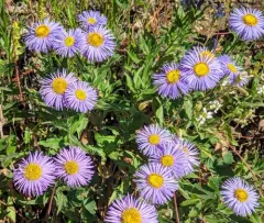 Three-nerve Fleabane thumbnail 2