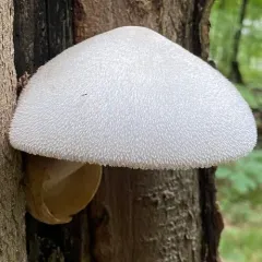 Silky Rosegill thumbnail 3