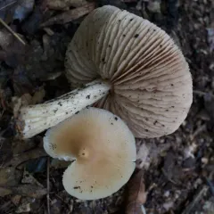 Straight-stalked Entoloma thumbnail 3
