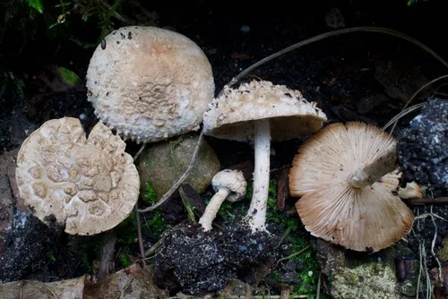 Cystolepiota fumosifolia