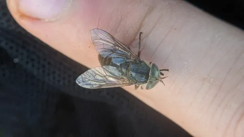 Atylotus insuetus