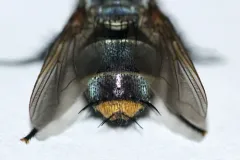 Belvosia unifasciata thumbnail 2