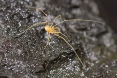 Speleonychia sengeri thumbnail 3