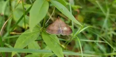 Chocolate Renia Moth thumbnail 3