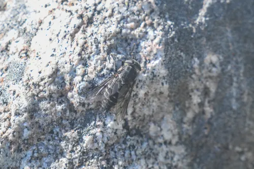Hybomitra lanifera