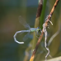 Western Forktail thumbnail 1