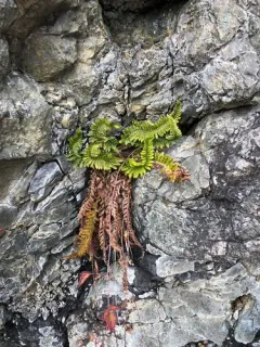 California shield fern thumbnail 3