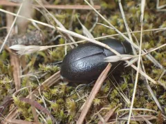 Coniontis ovalis thumbnail 4