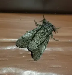 Tephra Tussock Moth thumbnail 2