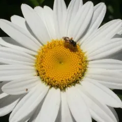 Ligated Furrow Bee thumbnail 3