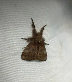 Cinnamon Tussock Moth thumbnail 2