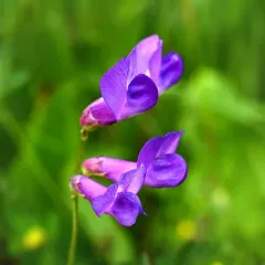 American vetch thumbnail 2