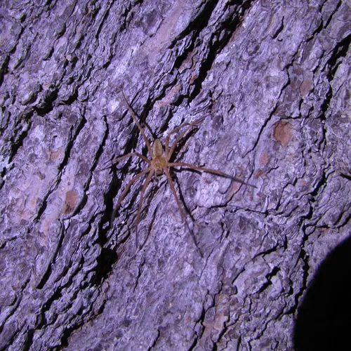 American Nursery Web Spider