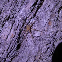 American Nursery Web Spider thumbnail 1
