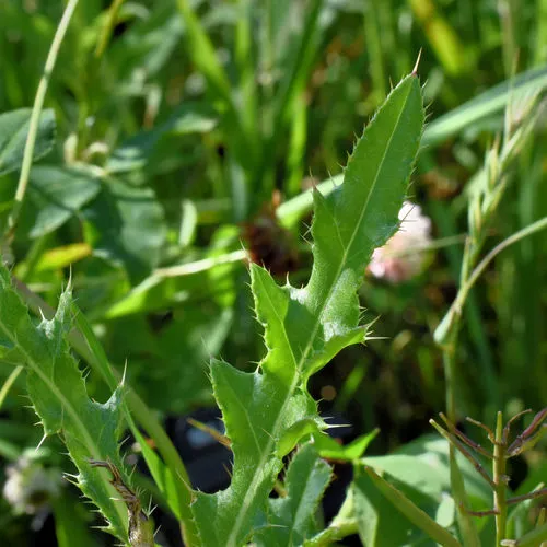 creeping thistle