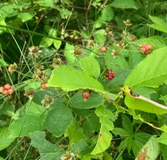 Pennsylvania Blackberry thumbnail 2