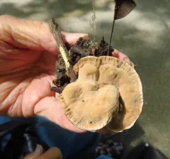 Velvet Tooth thumbnail 1