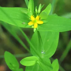 Dwarf St. John's Wort thumbnail 2