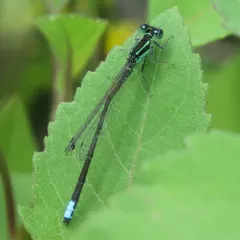 Eastern Forktail thumbnail 3