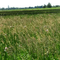 Flowering-rush thumbnail 3