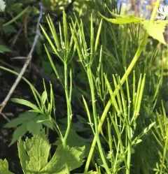 Siberian bittercress thumbnail 3