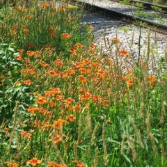 orange day-lily thumbnail 1